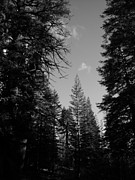 Leah Moore - A Woodlands Prayer
