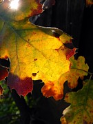 Leah Moore - Autumn Shine