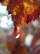 Leah Moore - Morning Dew