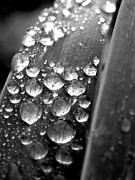 Leah Moore - Morning Embrace