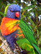 Leah Moore - Pretty Bird
